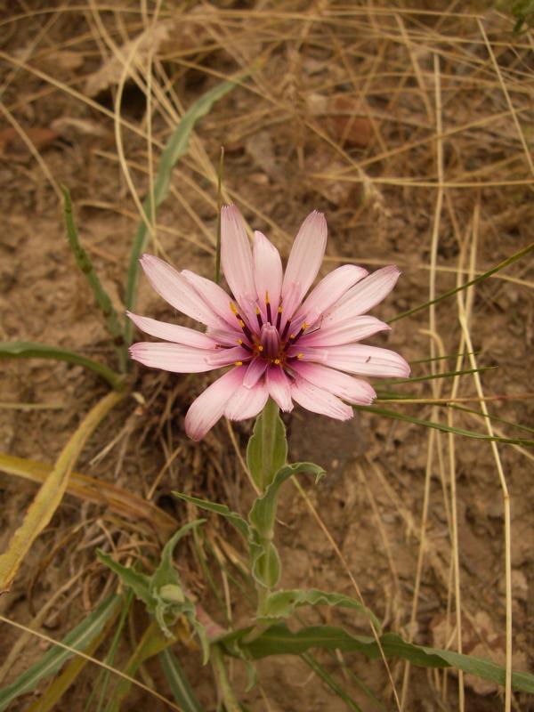 Image of Tragopogon marginifolius specimen.