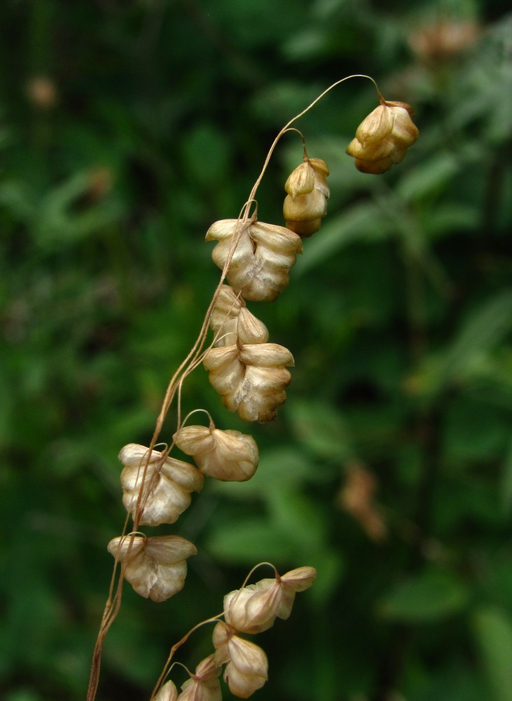 Image of Briza elatior specimen.