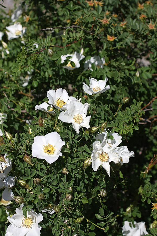 Image of Rosa fedtschenkoana specimen.