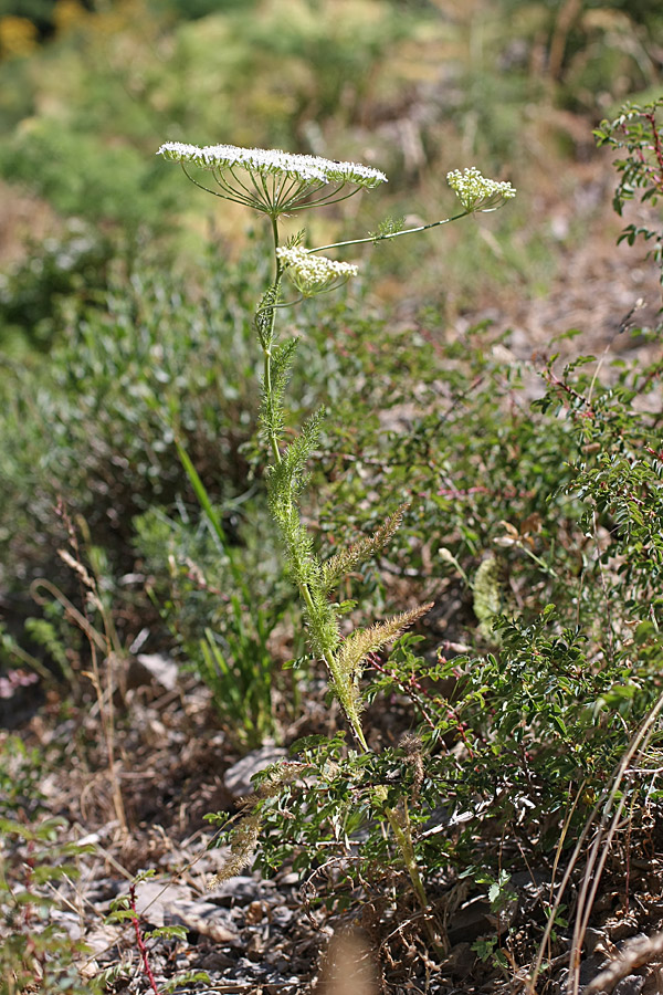 Image of Oedibasis platycarpa specimen.