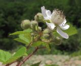 Rubus caucasicus. Верхушка побега с соцветием с цветками и бутонами. Краснодарский край, Абинский р-н, окр. станицы Эриванская, галечно-валунный берег р. Абин. 06.06.2015.