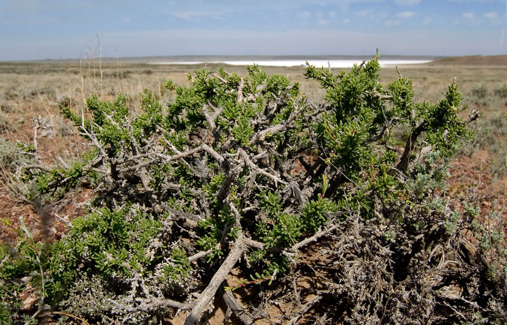 Изображение особи Salsola arbusculiformis.