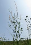 Astragalus tenuis