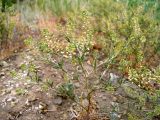 Lepidium ruderale