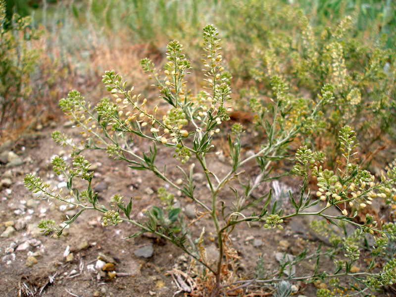 Image of Lepidium ruderale specimen.