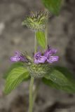 Clinopodium caucasicum. Верхушка растения с соцветиями. Крым, Бахчисарайский р-н, пос. Куйбышево, склон горы. 31.05.2014.
