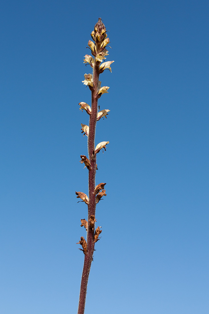 Image of Orobanche pallidiflora specimen.