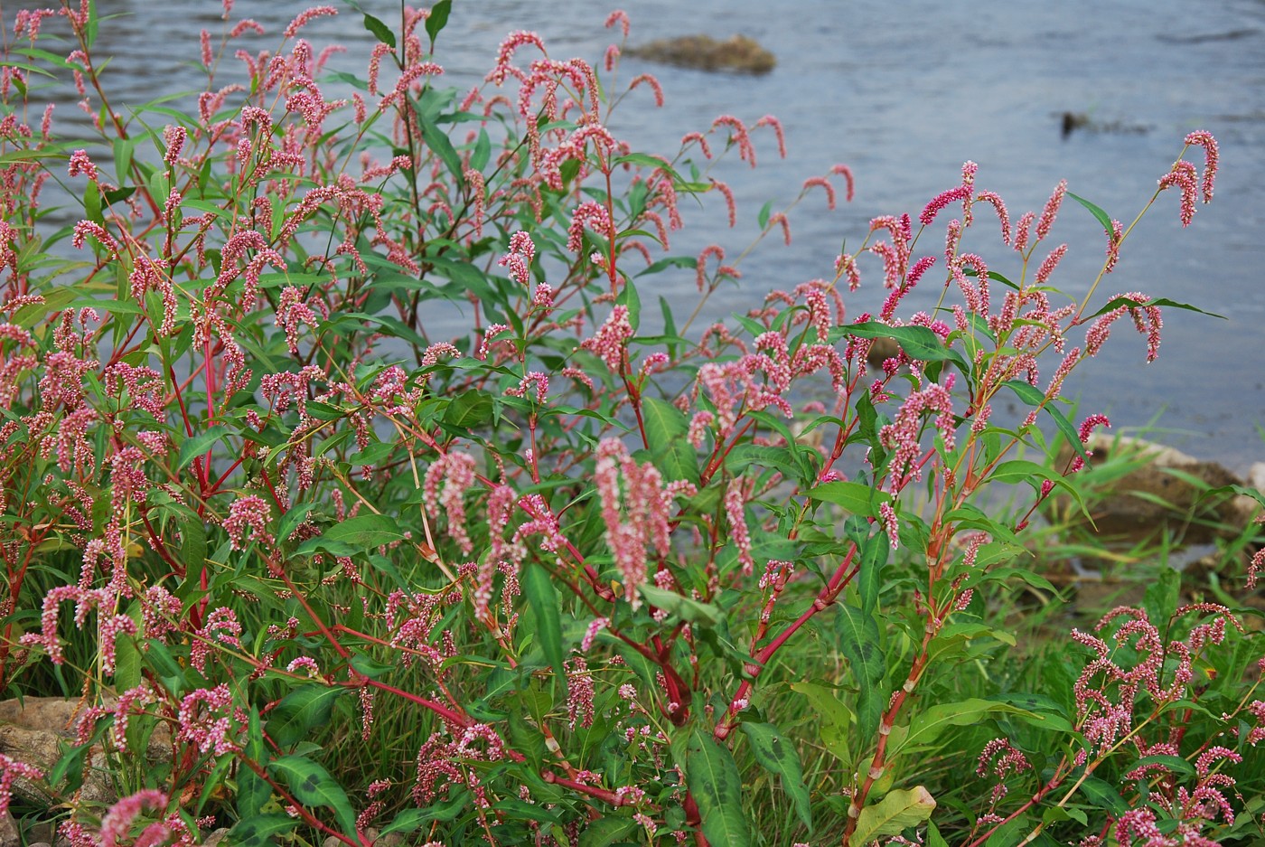 Изображение особи Persicaria lapathifolia.