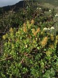 Rumex lunaria. Часть кроны цветущего растения. Испания, Канарские о-ва, Тенерифе, горный массив Анага, в зарослях кустарников у обочины автомобильной дороги. 8 марта 2008 г.