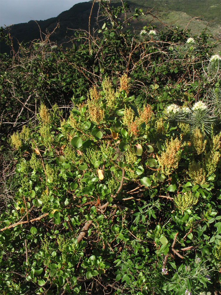 Image of Rumex lunaria specimen.