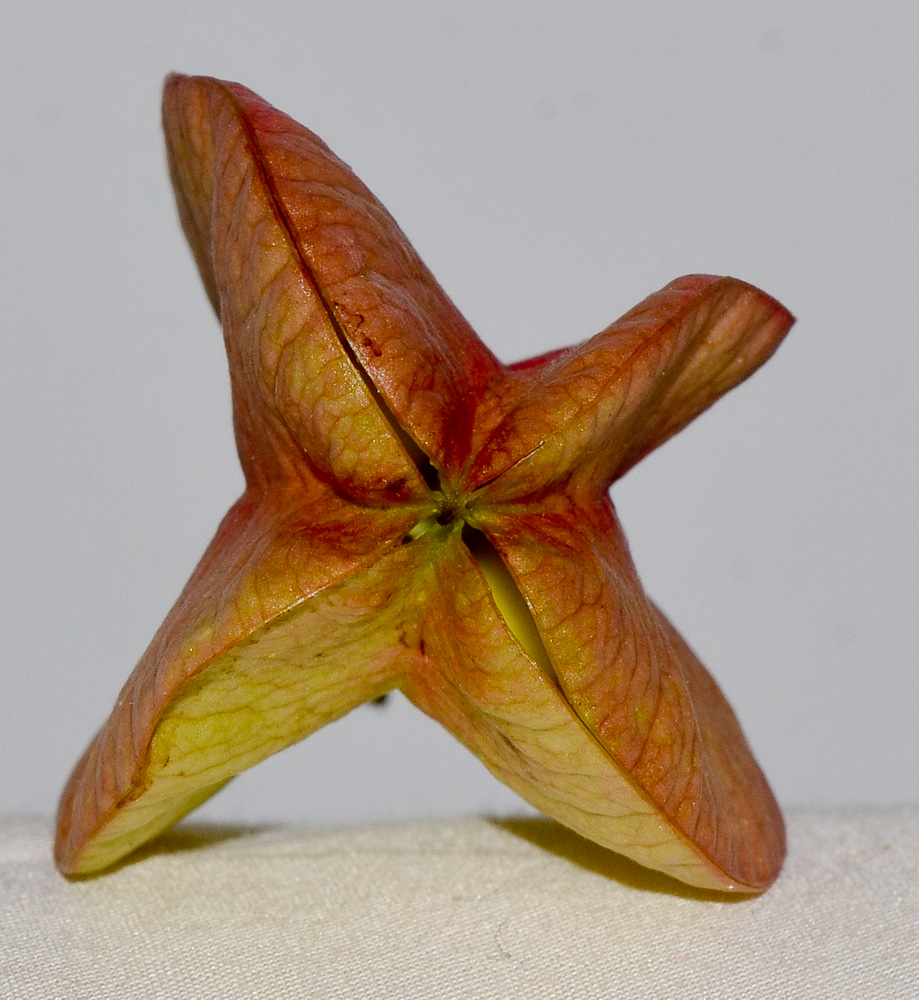 Image of Koelreuteria bipinnata specimen.