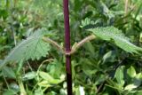 Phlomoides tuberosa. Средняя часть побега. Челябинская обл., окр. г. Челябинск, Золотая горка, обочина дороги в берёзовом лесу. 05.07.2014.