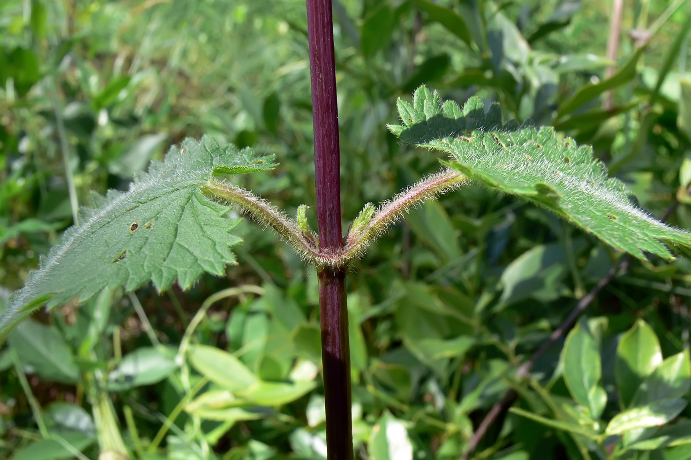 Изображение особи Phlomoides tuberosa.