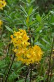 Rhododendron luteum