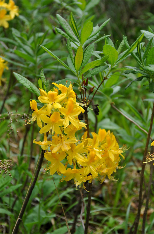 Image of Rhododendron luteum specimen.