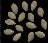 Cucurbita pepo. Семена. Курская обл., Железногорский р-н, личное подворье. 3 декабря 2009 г.