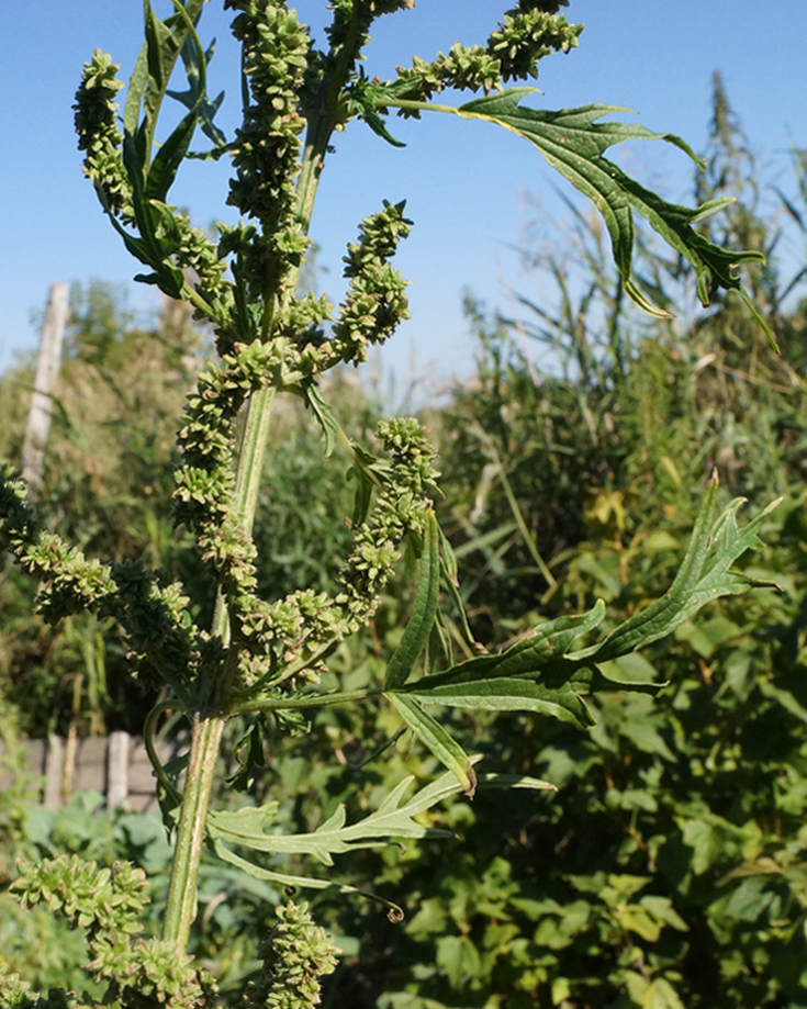 Image of Urtica cannabina specimen.