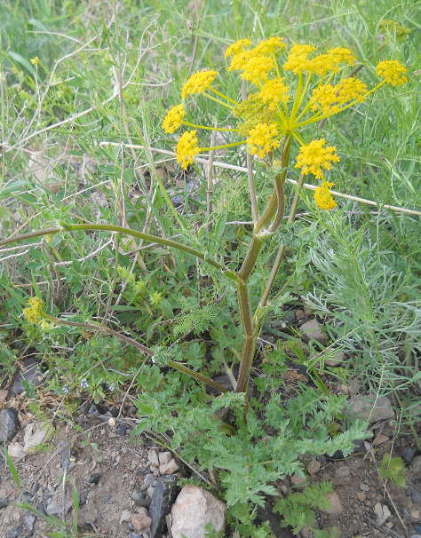 Image of Pastinaca pimpinellifolia specimen.
