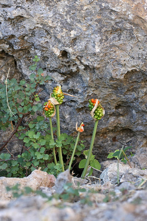 Image of Arum korolkowii specimen.