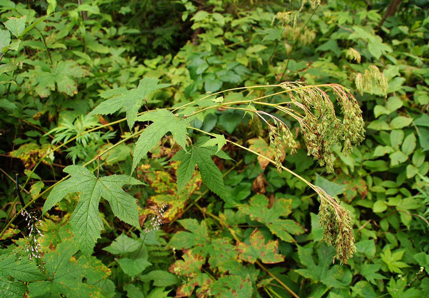 Image of Filipendula glaberrima specimen.