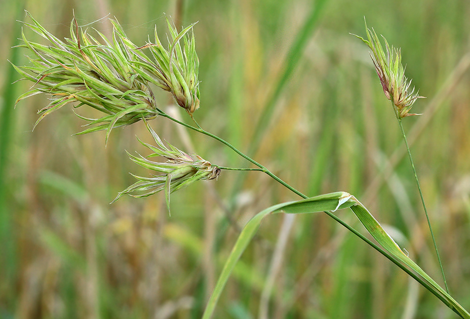 Image of Dactylis glomerata specimen.