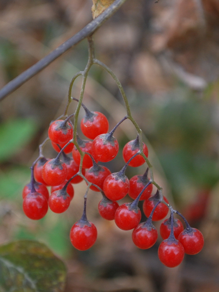 Image of Solanum kitagawae specimen.