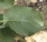 Quercus suber. Лист (вид снизу). Абхазия, Гудаутский р-н, г. Новый Афон, набережная. 18 августа 2009 г.