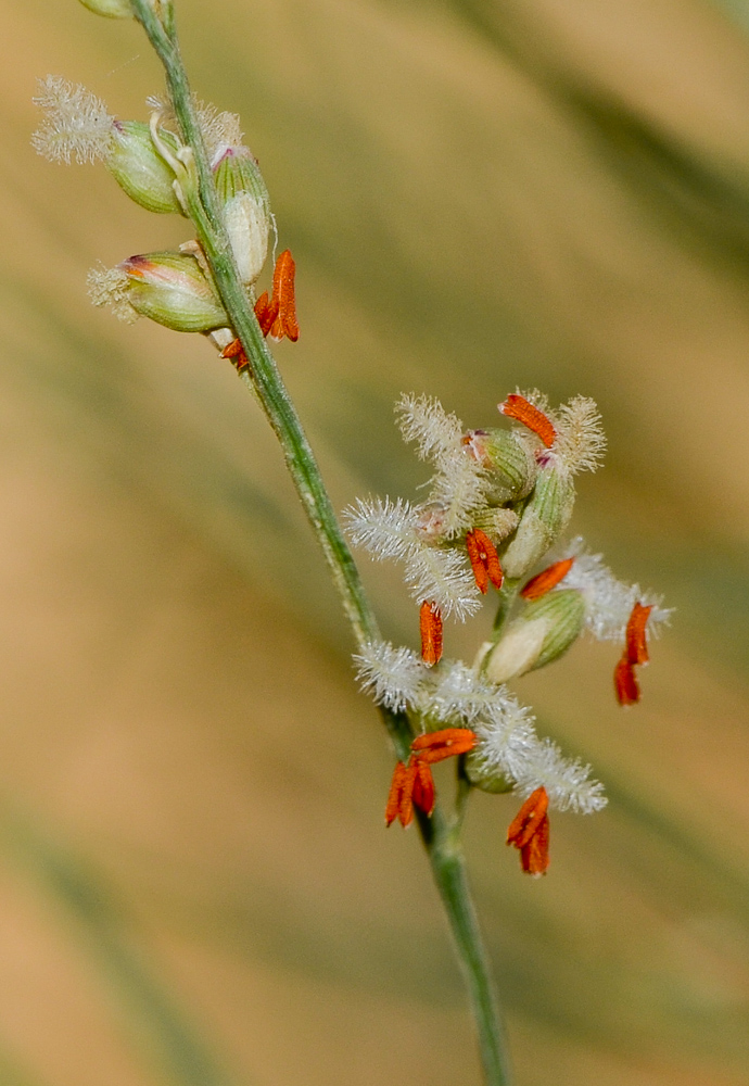 Image of Panicum turgidum specimen.