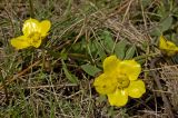 genus Ranunculus. Цветущее растение. Кыргызстан, берег р. Кекемерен. 2 мая 2015 г.