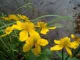 Caltha palustris