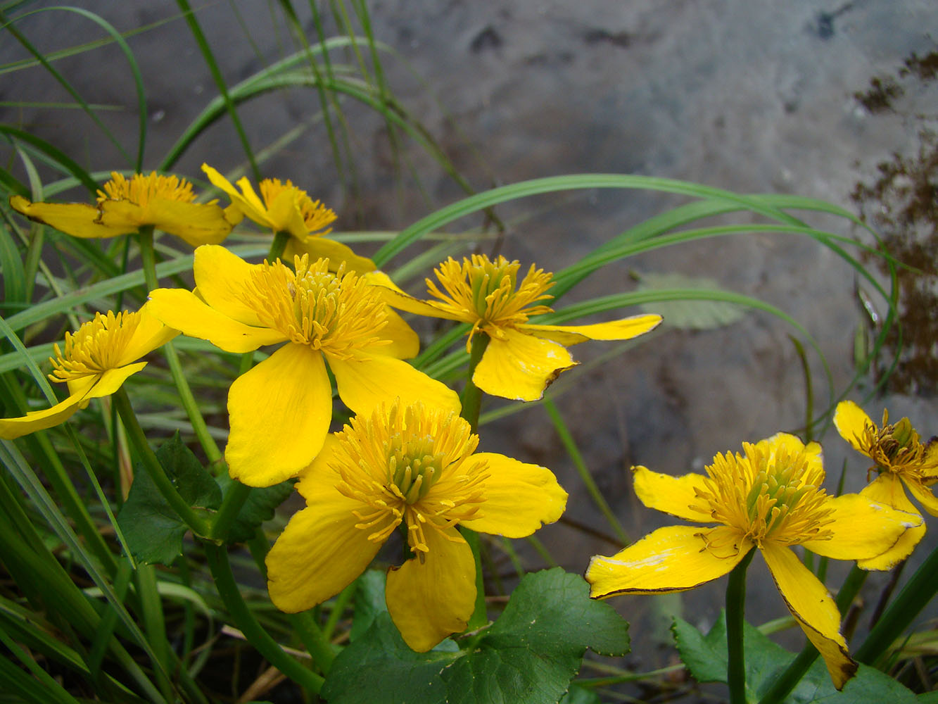 Image of Caltha palustris specimen.