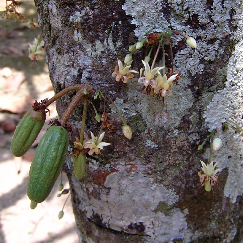 Изображение особи Theobroma cacao.