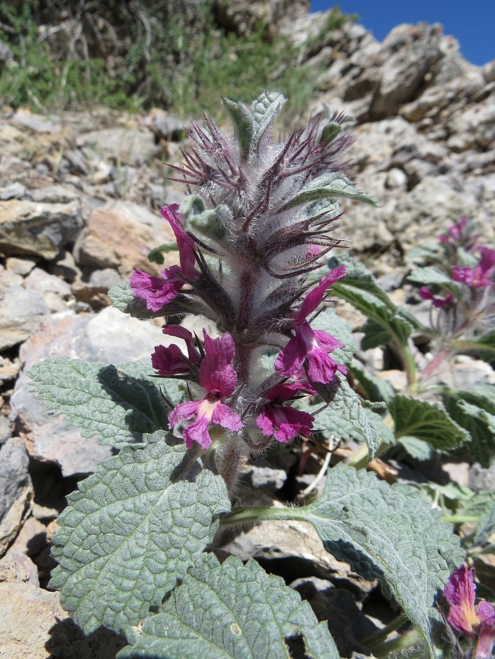 Изображение особи Phlomoides sewerzovii.