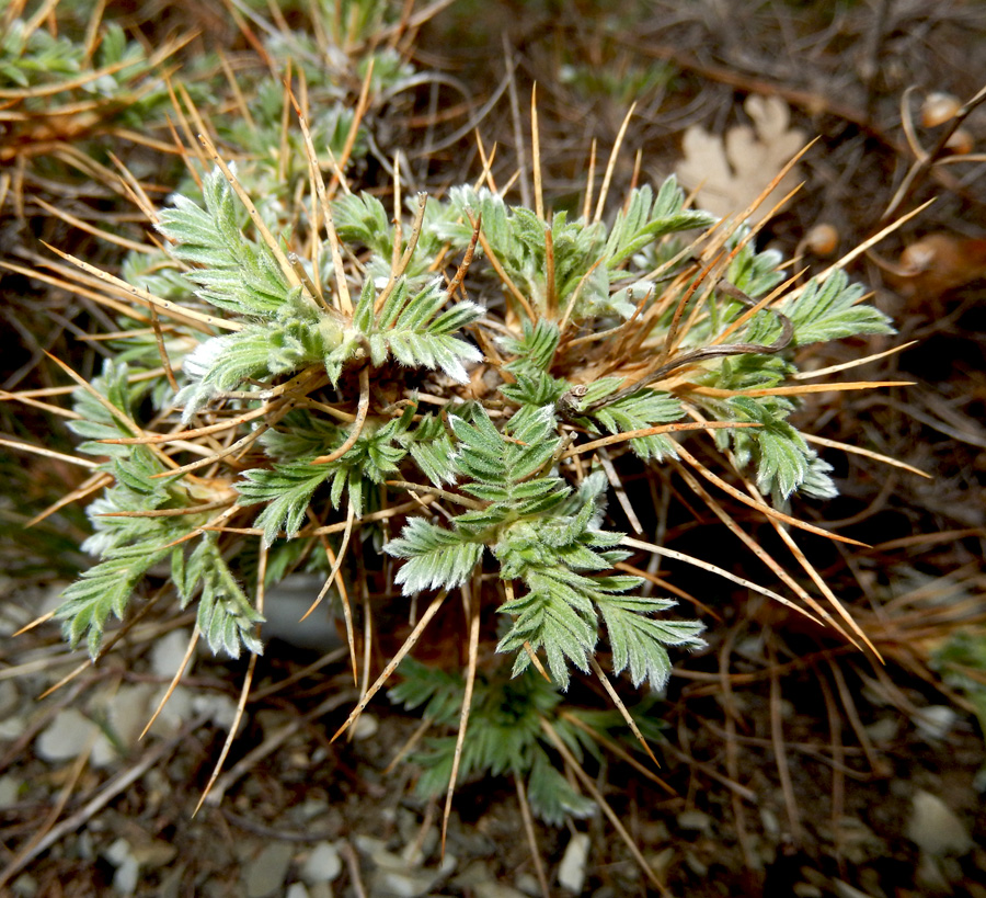 Изображение особи Astragalus arnacanthoides.