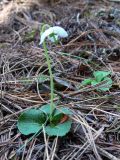 Moneses uniflora. Цветущее растение. Свердловская обл., Североуральский городской округ, окр. пос. Сосьва, бывшая дер. Воскресенка, склон долины р. Сосьва, лиственнично-елово-сосновый лес. 13.06.2015.