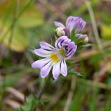 Euphrasia brevipila