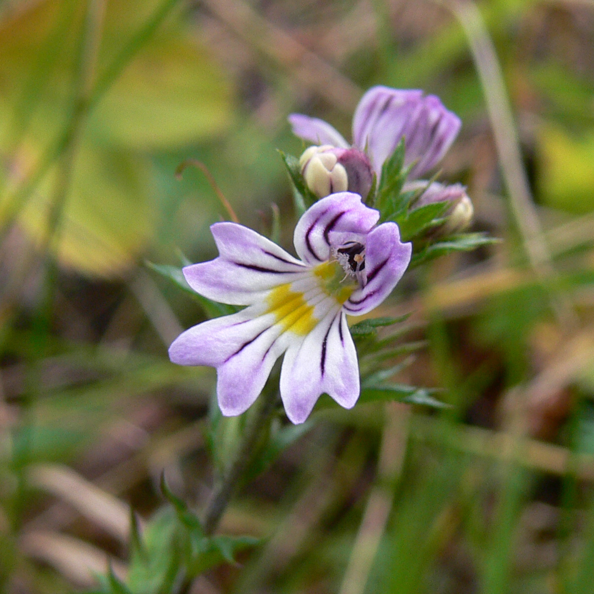 Изображение особи Euphrasia brevipila.