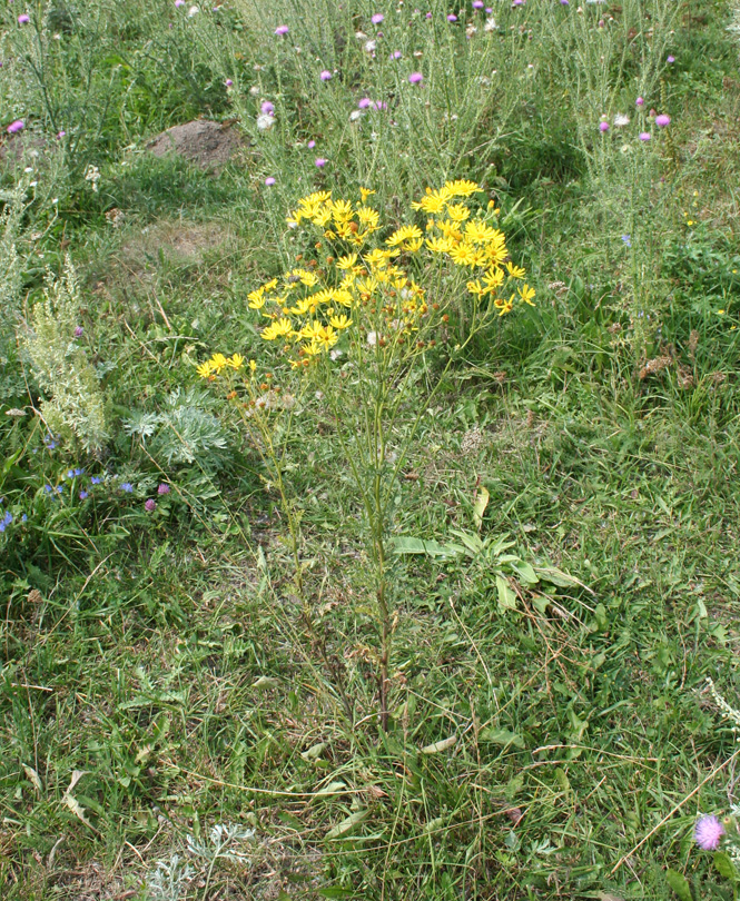 Изображение особи Senecio erucifolius.