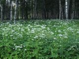 Aegopodium podagraria. Цветущие растения. Санкт-Петербург, Пискарёвский парк. 05.07.2009.