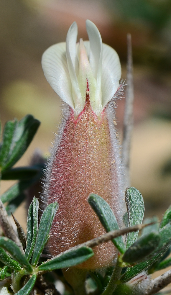 Изображение особи Astragalus spinosus.