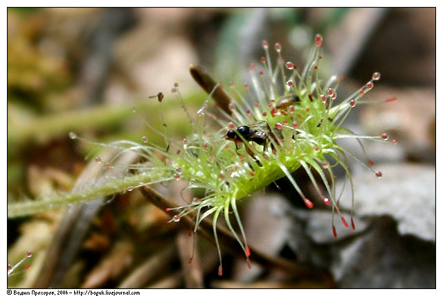 Image of Drosera rotundifolia specimen.