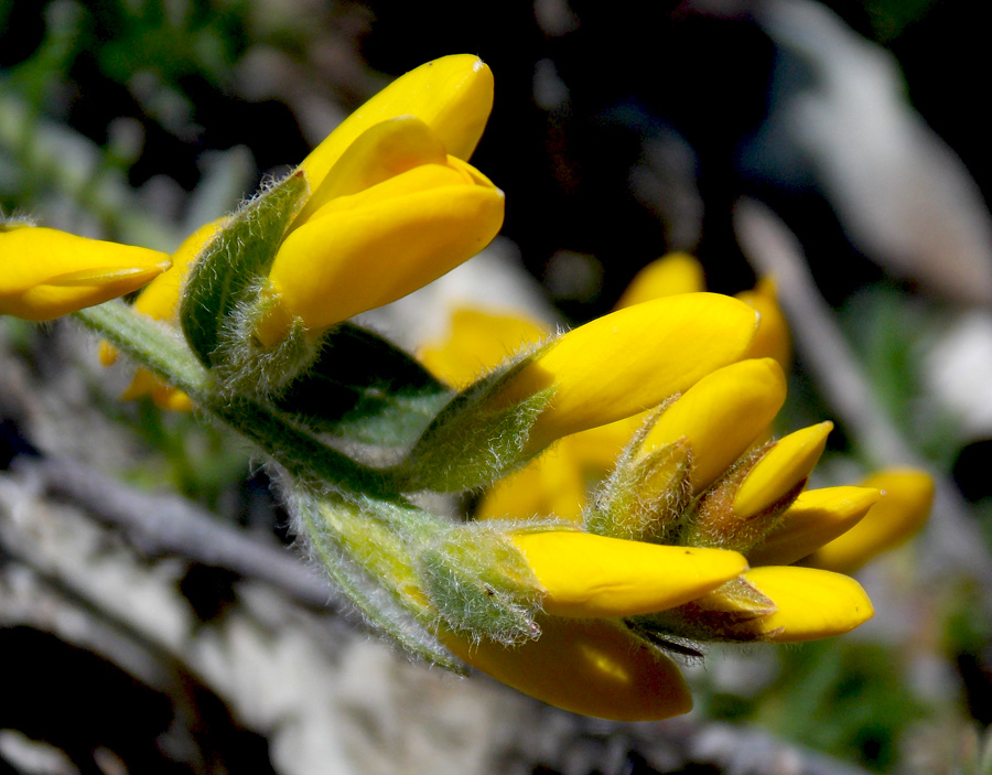 Изображение особи Genista humifusa.