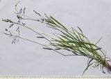 Poa annua