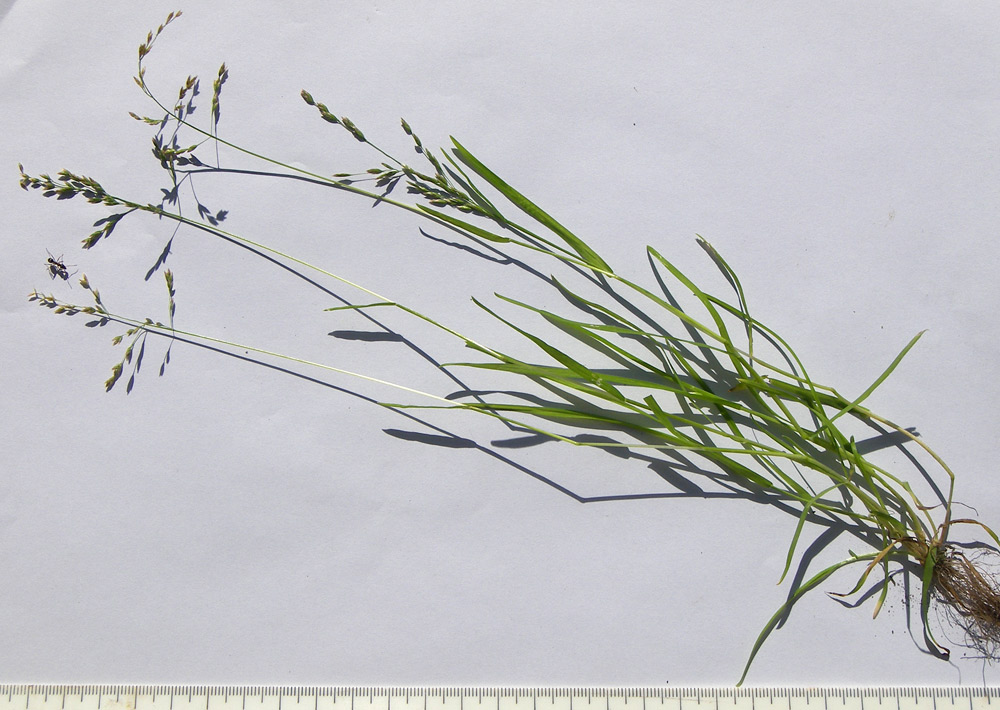 Image of Poa annua specimen.