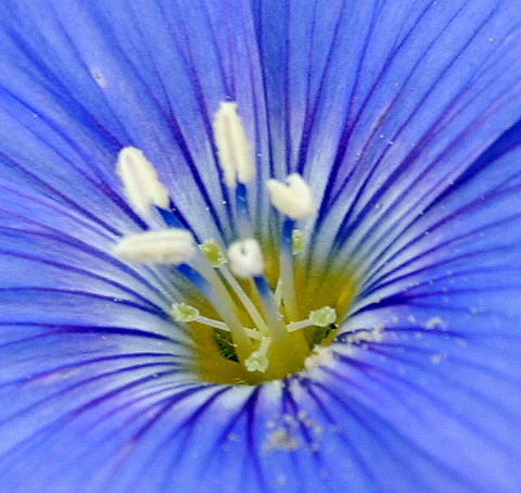 Изображение особи Linum perenne.