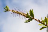 Callistemon citrinus. Верхушка побега с отцветшим соцветием. Греция, о. Крит, Ретимно (Ρέθυμνο), городское озеленение. 02.05.2014.