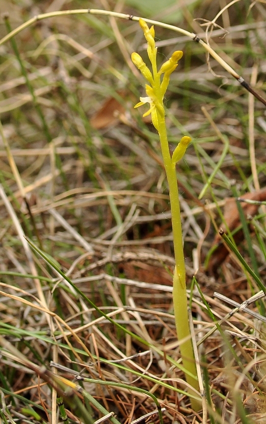 Изображение особи Corallorhiza trifida.