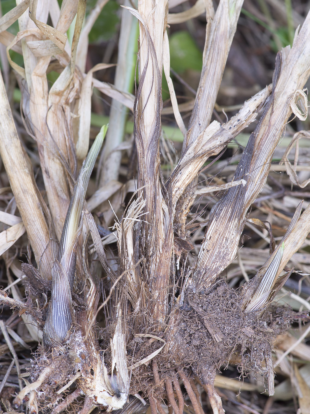 Image of Carex vulpina specimen.