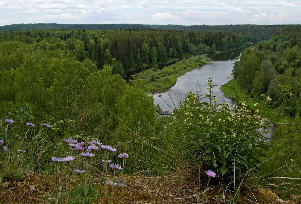 Изображение особи Vincetoxicum albovianum.