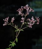 Origanum vulgare